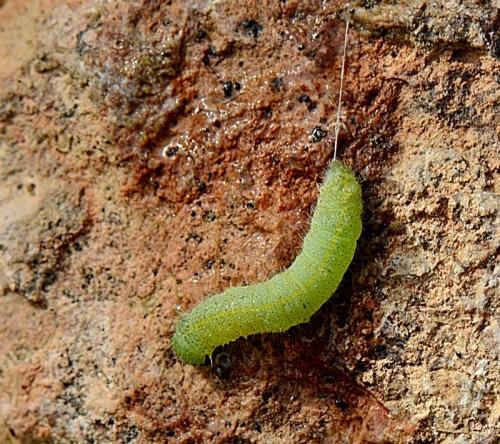 Pieris rapae
